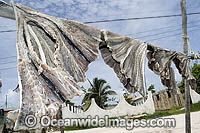 Spotted Eagle Ray wings frying in sun Photo - Andy Murch
