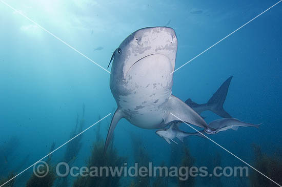 Tiger Shark with Suckerfish attached photo