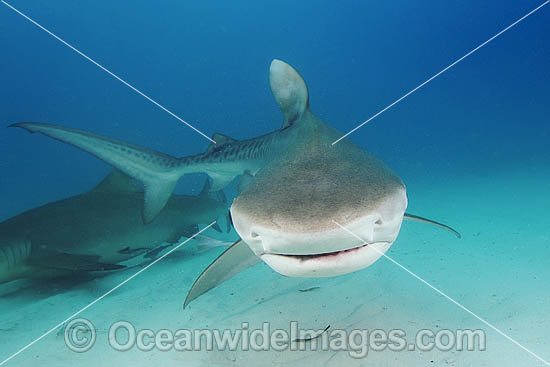 Tiger Shark Galeocerdo cuvier photo