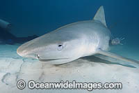 Tiger Shark with protective membrane covering eye Photo - Andy Murch