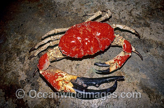 Giant Crab deep water crab photo