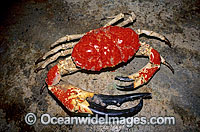 Giant Crab deep water crab Photo - Gary Bell