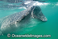 Whale Shark Rhincodon typus feeding Photo - Andy Murch