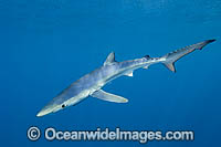 Blue Shark or Oceanic Shark Photo - Andy Murch