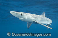 Blue Shark Prionace glauca Photo - Andy Murch