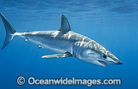 Shortfin Mako Shark Mackeral Shark Photo - Andy Murch