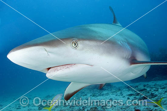 Caribbean Reef Shark Carcharhinus perezi photo