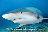 Caribbean Reef Shark Carcharhinus perezi Photo - Andy Murch