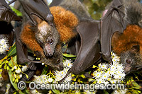 Fruit bat feeding on pollen Photo - Gary Bell