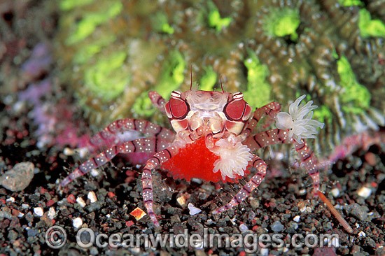 Boxer Crab Lybia tessellata photo