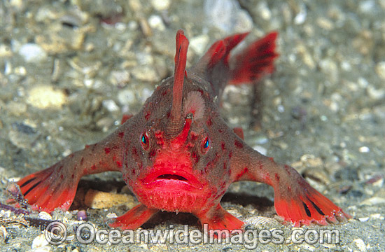 Red Handfish Thymichthys politus photo