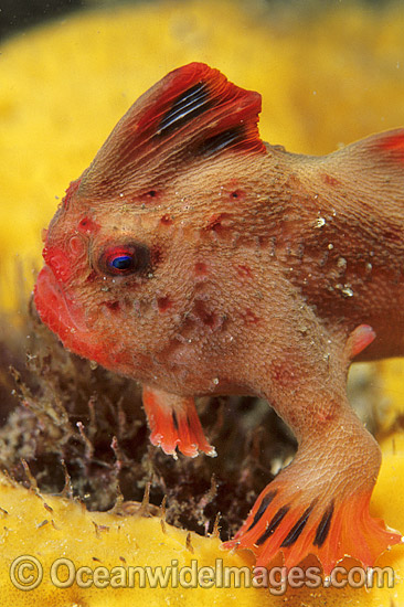 Red Handfish Thymichthys politus photo