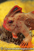 Red Handfish Thymichthys politus Photo - Gary Bell