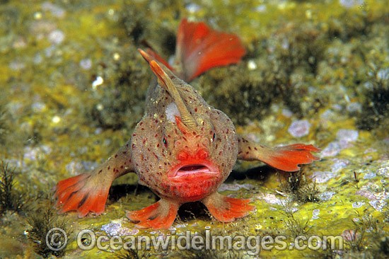 Red Handfish photo