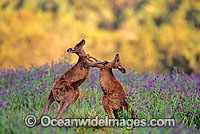 Eastern Grey Kangaroo sparring Photo - Gary Bell
