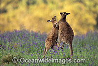 Eastern Grey Kangaroo sparring males Photo - Gary Bell