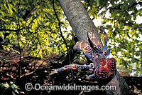 Coconut Crab Birgus latro in Pisonia forest Photo - Gary Bell