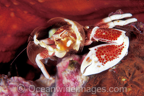 Spotted Porcelain Crab feeding on plankton photo