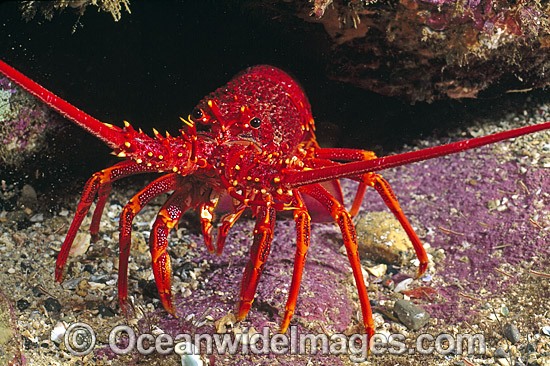 Southern Rock Lobster photo