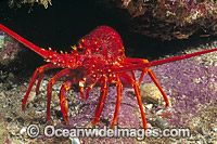Southern Rock Lobster Photo - Gary Bell