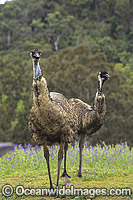 Emus Dromaius novaehollandiae Photo - Gary Bell