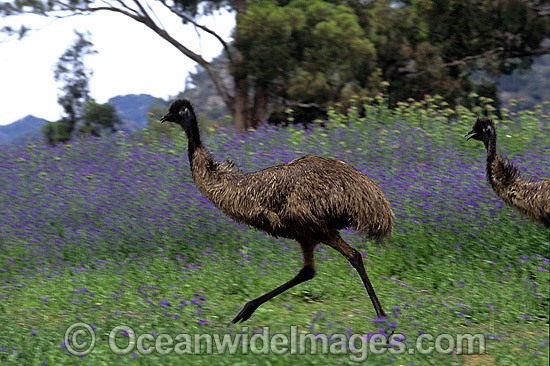 Emu running photo
