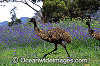Emu running Photo - Gary Bell