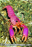 Violet-spotted Tropical Reef Lobster Photo - Gary Bell