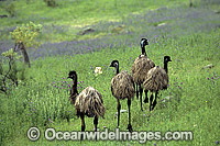 Flock of Emus Dromaius novaehollandiae Photo - Gary Bell