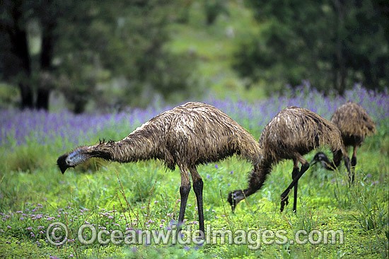 Emus feeding photo