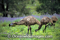 Emus feeding Photo - Gary Bell