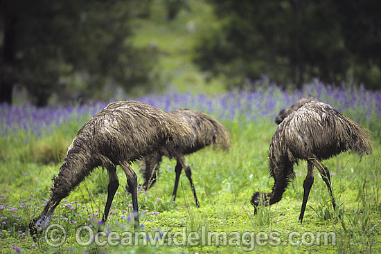 Emus feeding photo
