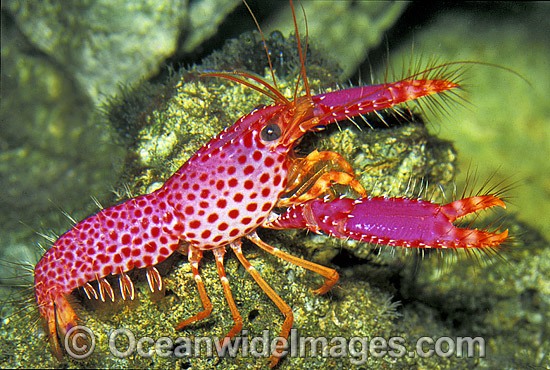 Violet-spotted Lobster Enoplometopus debelius photo