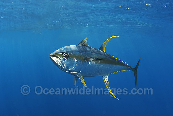 Tuna Photos, Pictures and Images