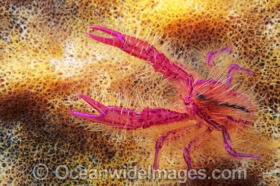 Fairy Crab Lauriea siagiani photo