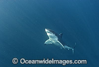 Great White Shark Photo - Chris & Monique Fallows