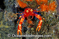 Google-eyed Fairy Crab Photo - Gary Bell