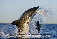 Great White Shark breaching Photo - Chris & Monique Fallows