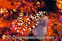 Sea Urchin Shrimps on Urchin Photo - Gary Bell