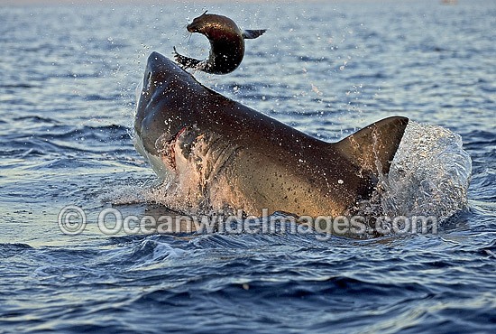 Great White Shark breaching Cape Fur Seal photo