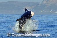 Shark breaching on Cape Fur Seal Photo - Chris & Monique Fallows