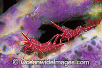 Hinge-beak Shrimps on sponge Photo - Gary Bell