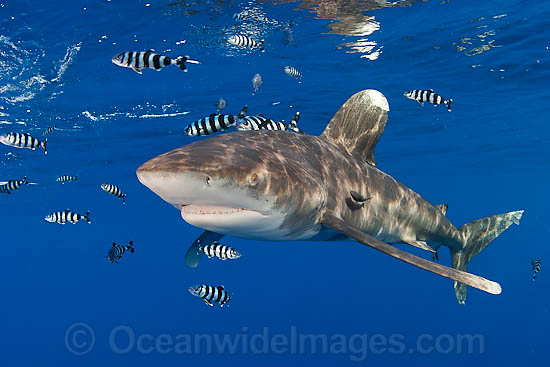 Oceanic Whitetip Shark Carcharhinus longimanus photo