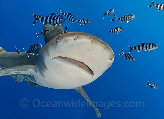 Oceanic Whitetip Shark Carcharhinus longimanus photo