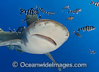 Oceanic Whitetip Shark Carcharhinus longimanus Photo - Chris & Monique Fallows
