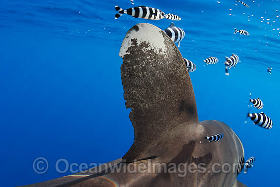 Oceanic Whitetip Shark dorsal fin photo