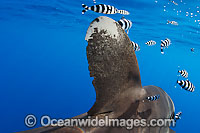 Oceanic Whitetip Shark dorsal fin Photo - Chris & Monique Fallows
