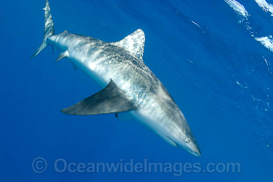 Pigeye Shark Carcharhinus amboinensis photo