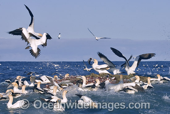 Cape Gannets feeding behind fishing trawler photo