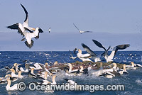 Cape Gannets feeding behind fishing trawler Photo - Chris & Monique Fallows